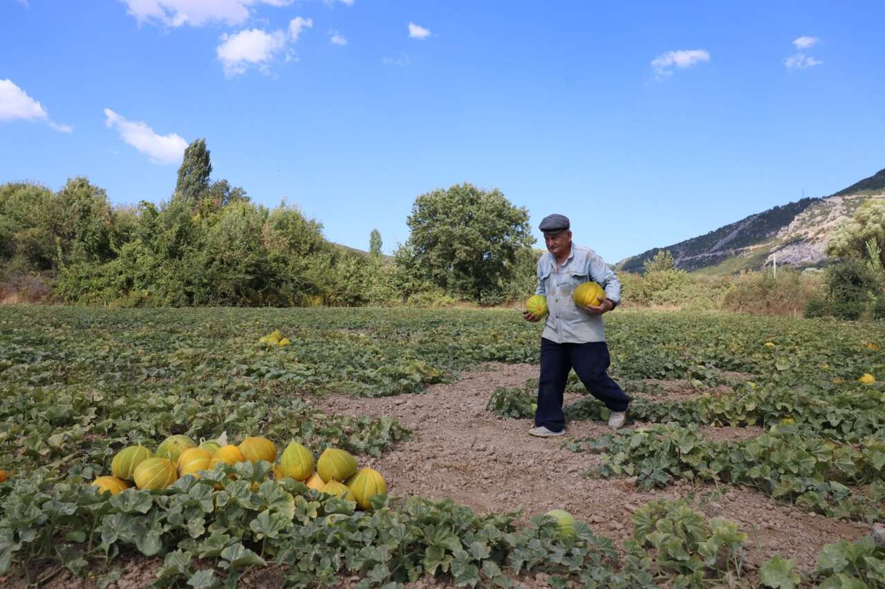 Menteşe’de Ata Tohumları ve Yayla Kavununda Hasat Zamanı 1